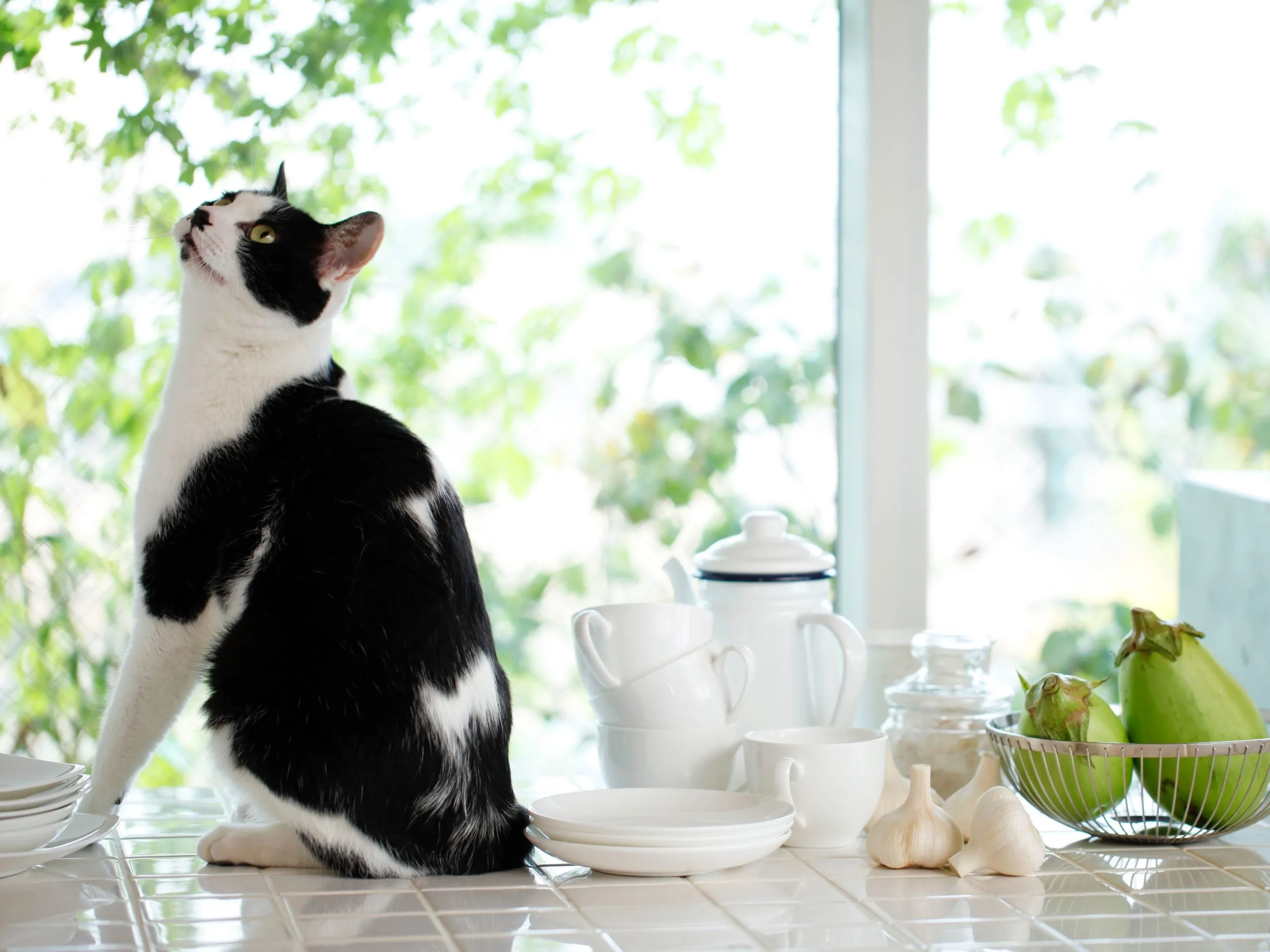 Forbudte fødevarer til hunde og katte
